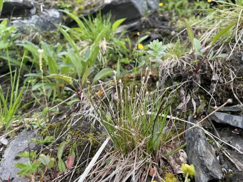 Two-flowered rush