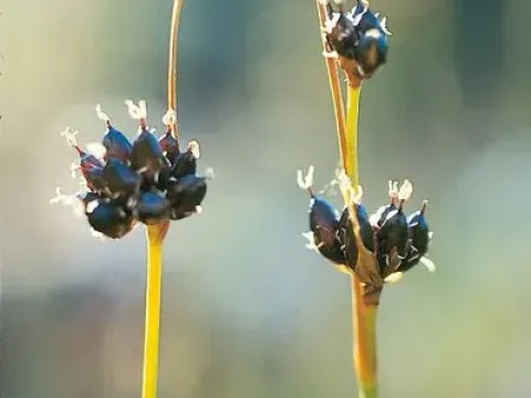 Ситник каштановый