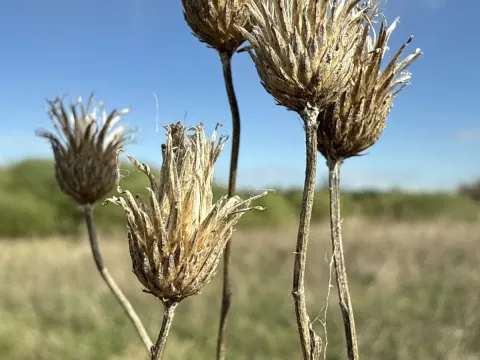 Serratula coronata