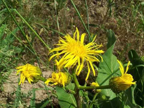 Inula ciliaris