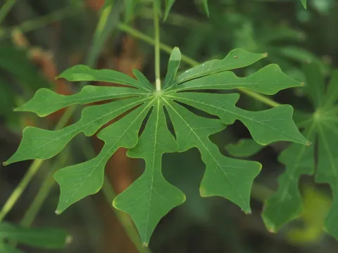 Graham's cassava