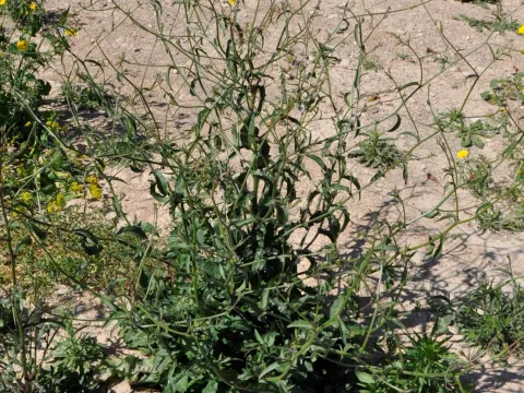 Picris rhagadioloides
