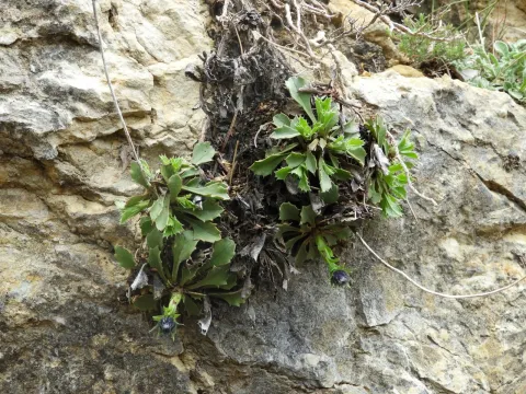 Globularia spinosa