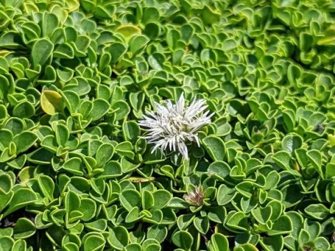 Globularia stygia