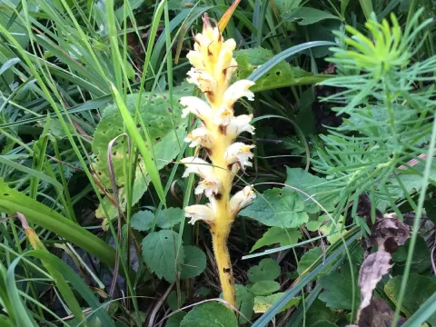 Aconite broomrape