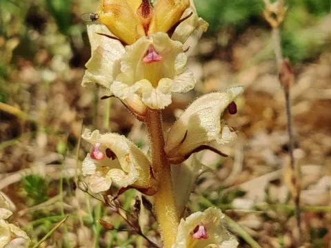 Thyme broomrape