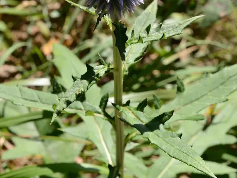 Echinops setifer