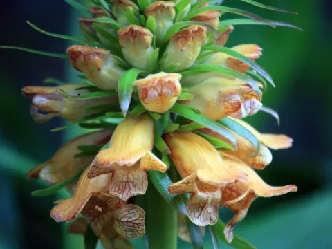 Madeira Foxglove