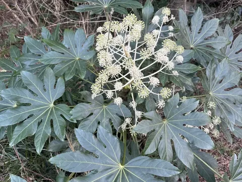Fatsia