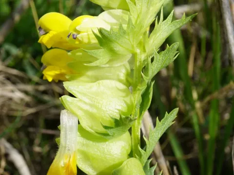 Borbas' yellowrattle