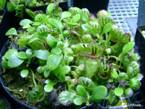 Cephalotus