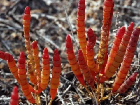 Microcnemum