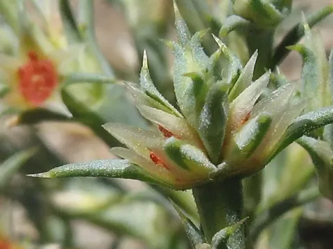 Girgensohnia