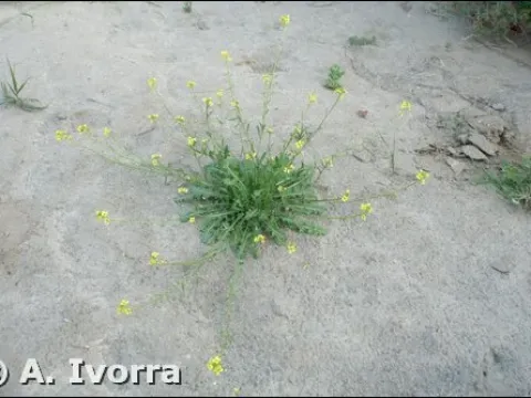 Lycocarpus
