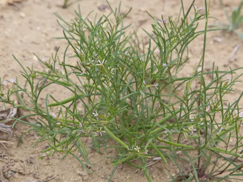 Leptaleum