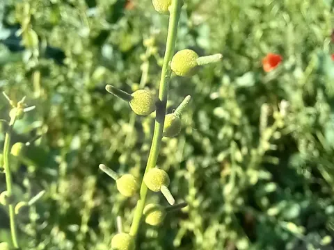 Литвиновия