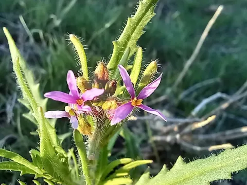 Diptychocarpus