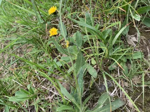 Japanese hawkweed