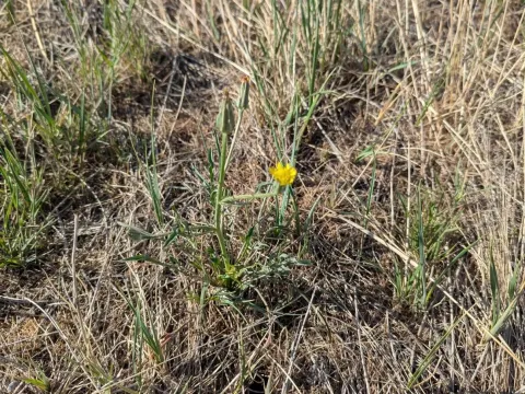 Scorzonera laciniata