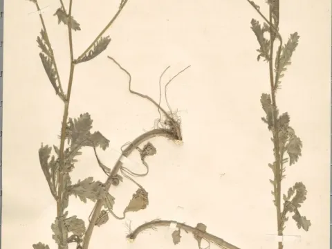 Leucanthemum ageratifolium