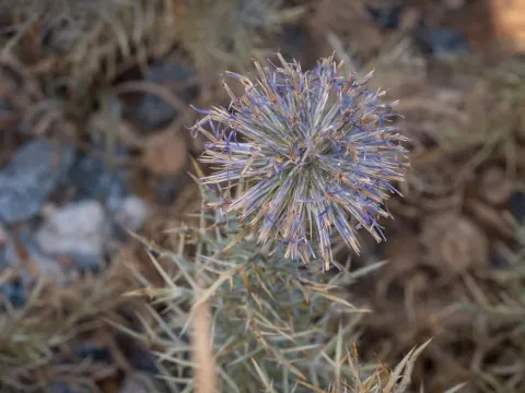 Greek globe thistle
