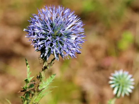 Мордовник дрібноголовий