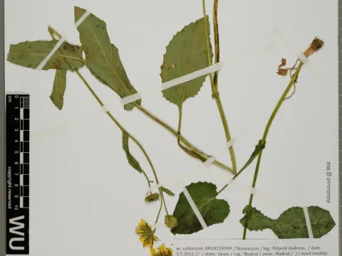 Carpetanian leopard's bane