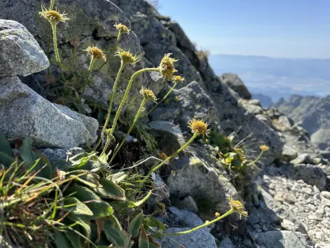 Doronicum clusii