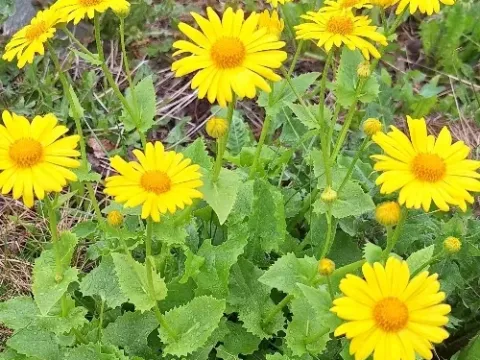 Doronicum columnae