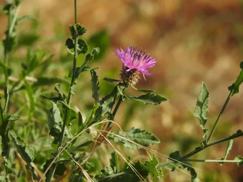 Centaurea lusitanica