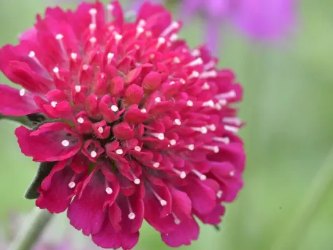 Macedonian cornflower