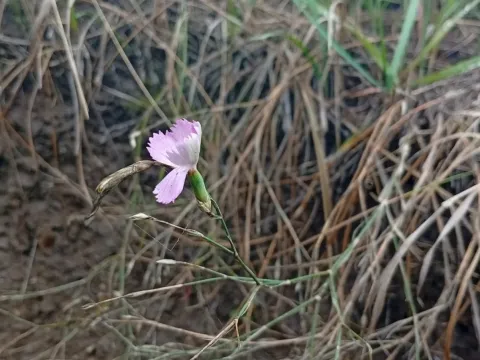 Field pink