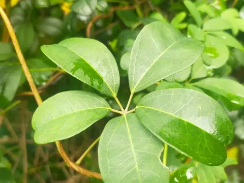 Akebia
