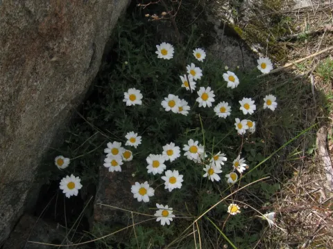 Phalacrocarpum