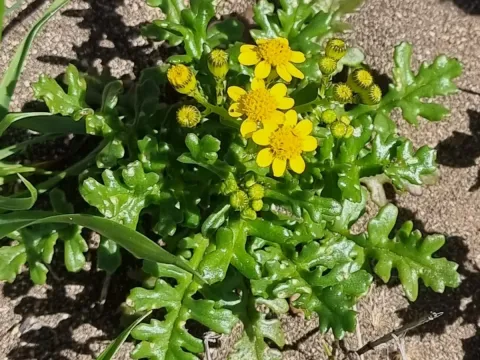 Thickened groundsel