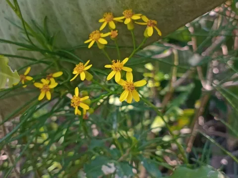 Senecio linifolius