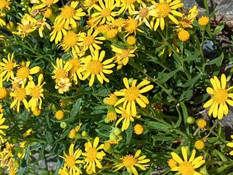 Sierra Nevada groundsel