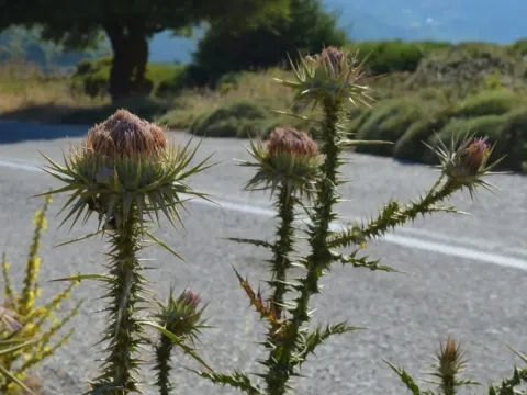Onopordum caulescens