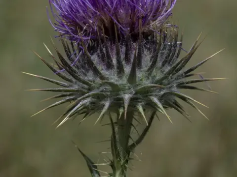 Onopordum corymbosum