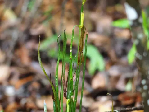 Actinostachys