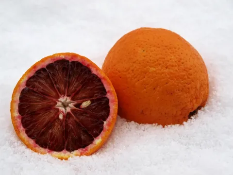 Citrus hybrids