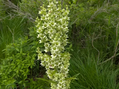 Veratrum oxysepalum