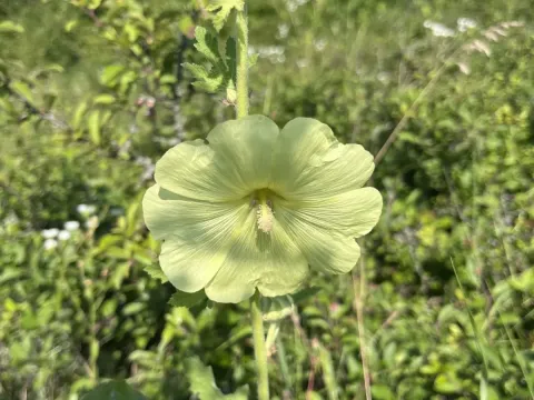 Wrinkled hollyhock