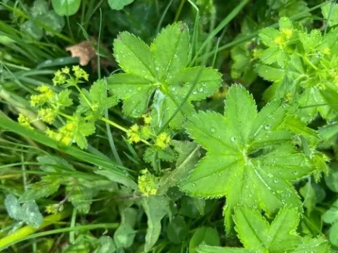Baltic lady's mantle