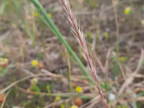 Vulpia ciliata