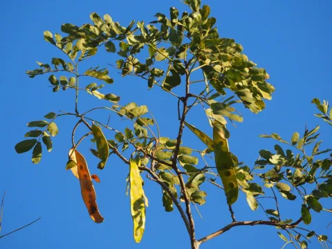 Albizia