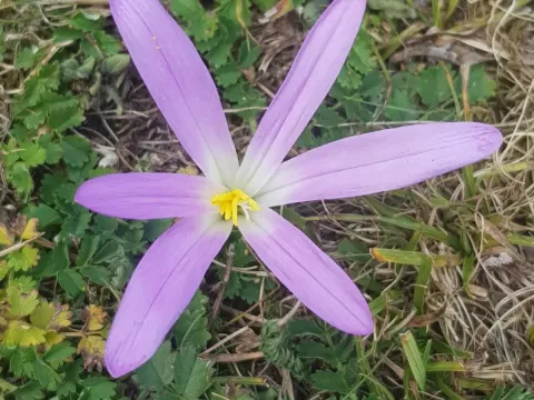 Colchicum montanum