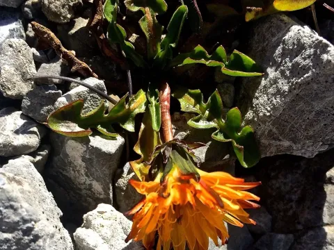 Pacher's Dandelion
