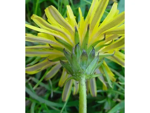 Apennine dandelion