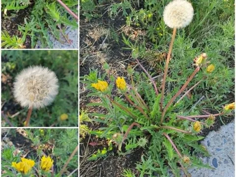 Horned dandelion